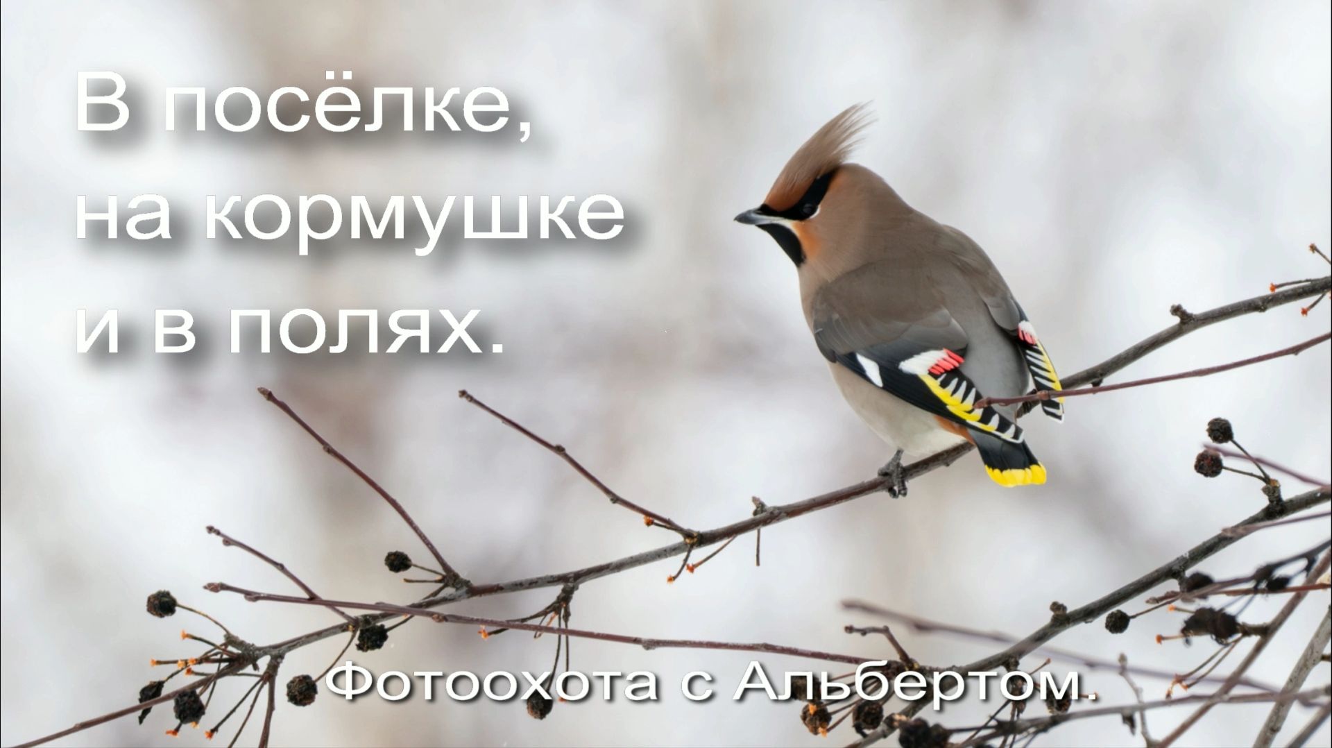 Фотоохота с Альбертом. В посёлке, на кормушке и в полях.