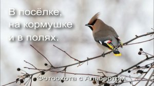 Фотоохота с Альбертом. В посёлке, на кормушке и в полях.