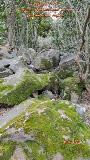 15 февраля 2026 г. Алупка. Удивительные диабазы Воронцовского парка #ялта #ялта2026 #алупка