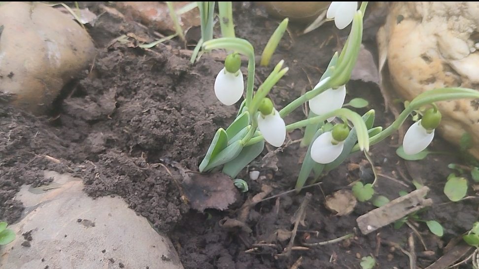 Подснежники вестники весны. Вкусные кексы для диабетиков и не только. Жизнь на пенсии. смотреть онлайн