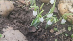 Подснежники вестники весны. Вкусные кексы для диабетиков и не только. Жизнь на пенсии.