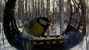 Синицы уплетают куру за обе щеки