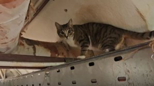 Маленькие истории Эрмитажа: Кошкин дом. Выпуск 11