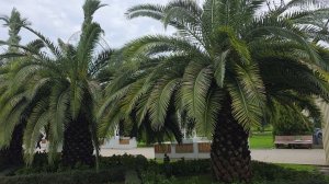 ВИДЕОЗАРИСОВКИ СОЧИ В ФЕВРАЛЕ.