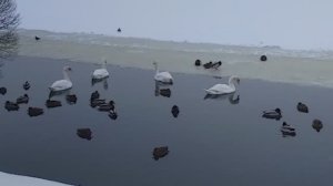 Лебеди на Яузе зимой