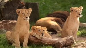 Правдивая Ольга. Самвел Адамян. Найдут и накажут. Будете извиняться.