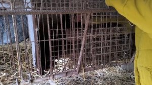 Пятница 13. Наши будни Жизнь на Кубани.