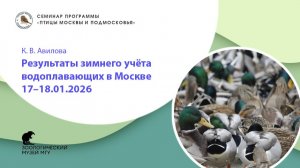 К.В. Авилова. Результаты зимнего учёта водоплавающих в Москве 17–18.01.2026