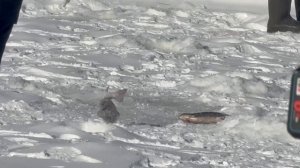 На актив.Сз