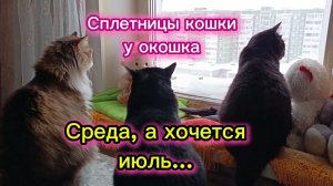 КОШКИ С ОЗВУЧКОЙ.