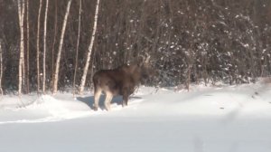 Лось прогулялся по озеру в Московском районе Нижнего Новгорода