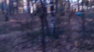 выживание в лесу ЧАСТЬ 37