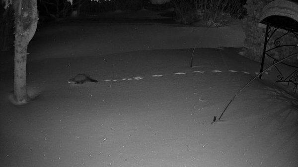 По свежему снегу