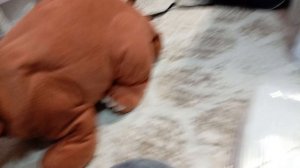 Школа басиков