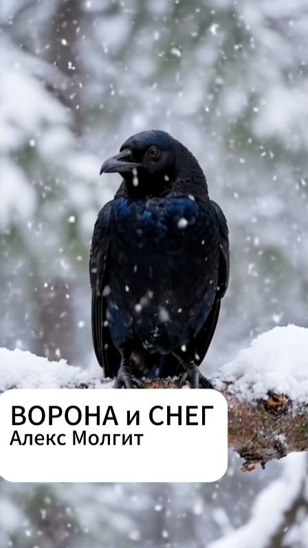 ВОРОНА и СНЕГ  🐦⬛ стихи ❄️ Алекс Молгит 🤓 #поэзия #зима #крым #птицы #литература #россия #поэт
