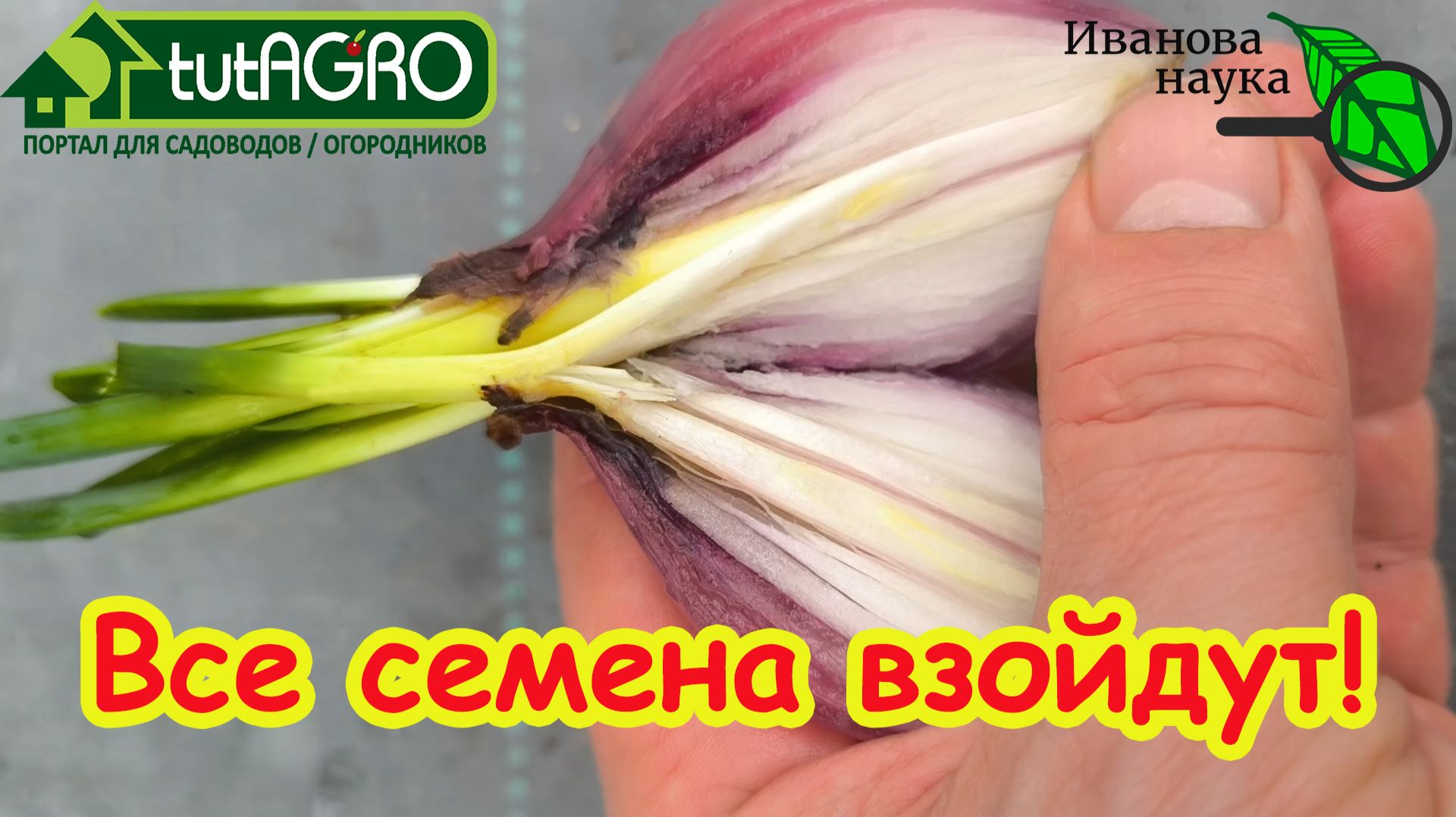 3 МОЩНЕЙШИХ ДОМАШНИХ СТИМУЛЯТОРА роста, с которым растения растут на глазах! Все семена проклюнутся! смотреть онлайн