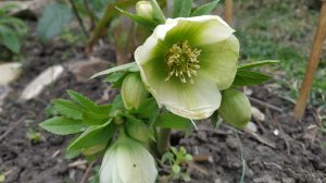 Весеннее настроение: прогулка по станице, вдоль реки; первый крокус, морозостойкие вечнозелёные