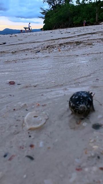 Рак-отшельник на вечернем пляже 🦀