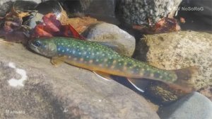 Как происходит процесс размножения у Мальмы (Dolly varden char) — Salvelinus malma malma ?