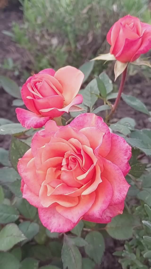 Роза Кордана из Магнита 🌹Как сохранить до высадки в открытый грунт ? смотреть онлайн