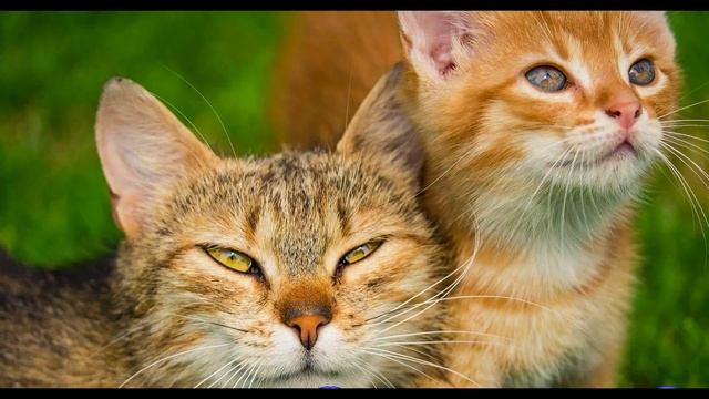 Перспектива