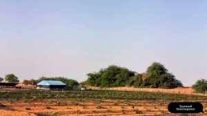 Китай Закопал Тонны Мертвых Растений под Песком Пустыни, 10 Лет Спустя Это Изменило Все!