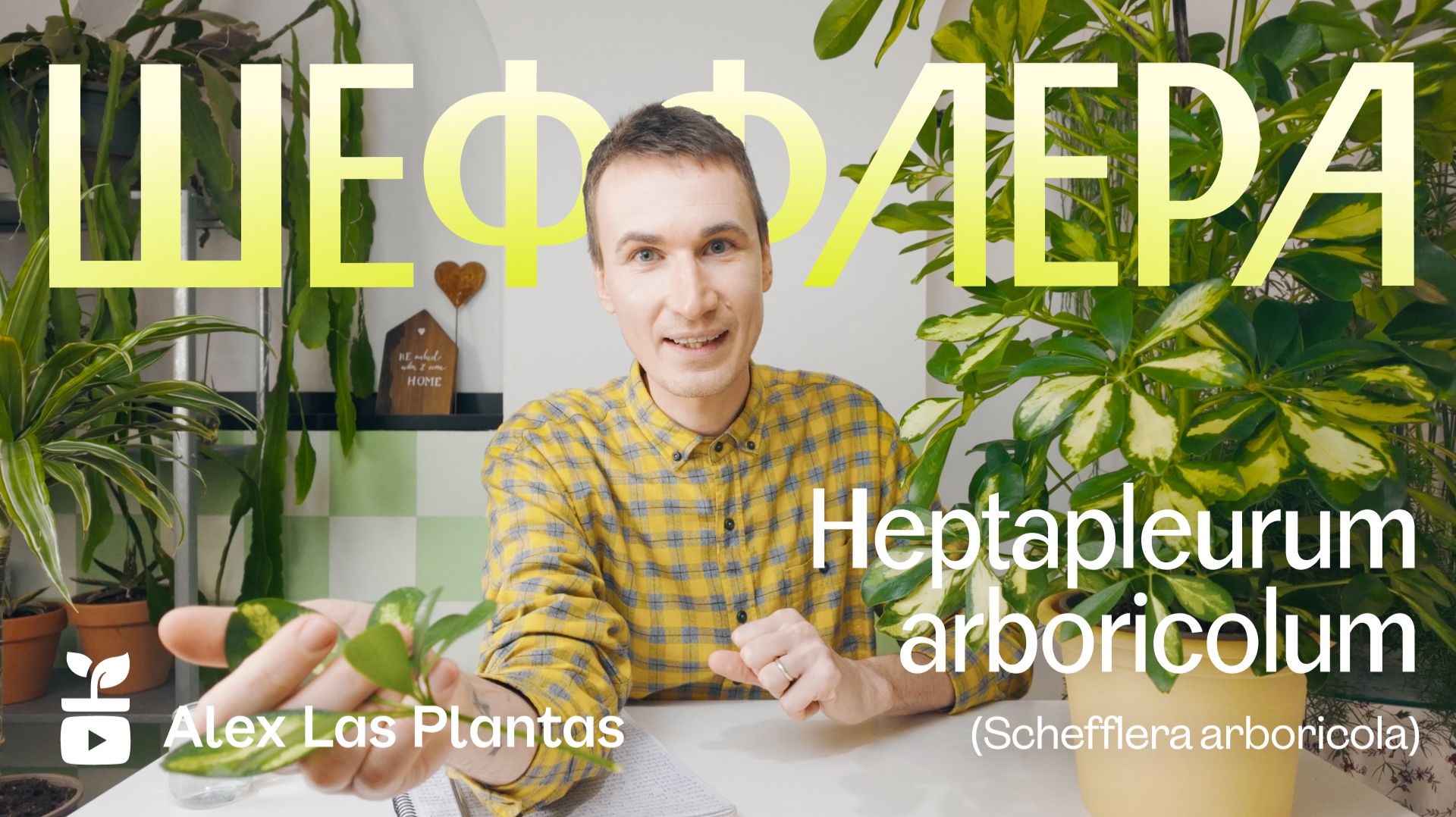 Шеффлера древовидная Schefflera arboricola