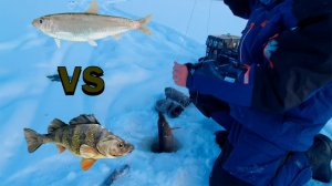 На кого лучше ловится щука? Окунь или килька? Эксперимент с ловлей на жерлицы! (Часть 2) Рыбалка!