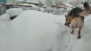 Февральский снег. Вышли с Босом