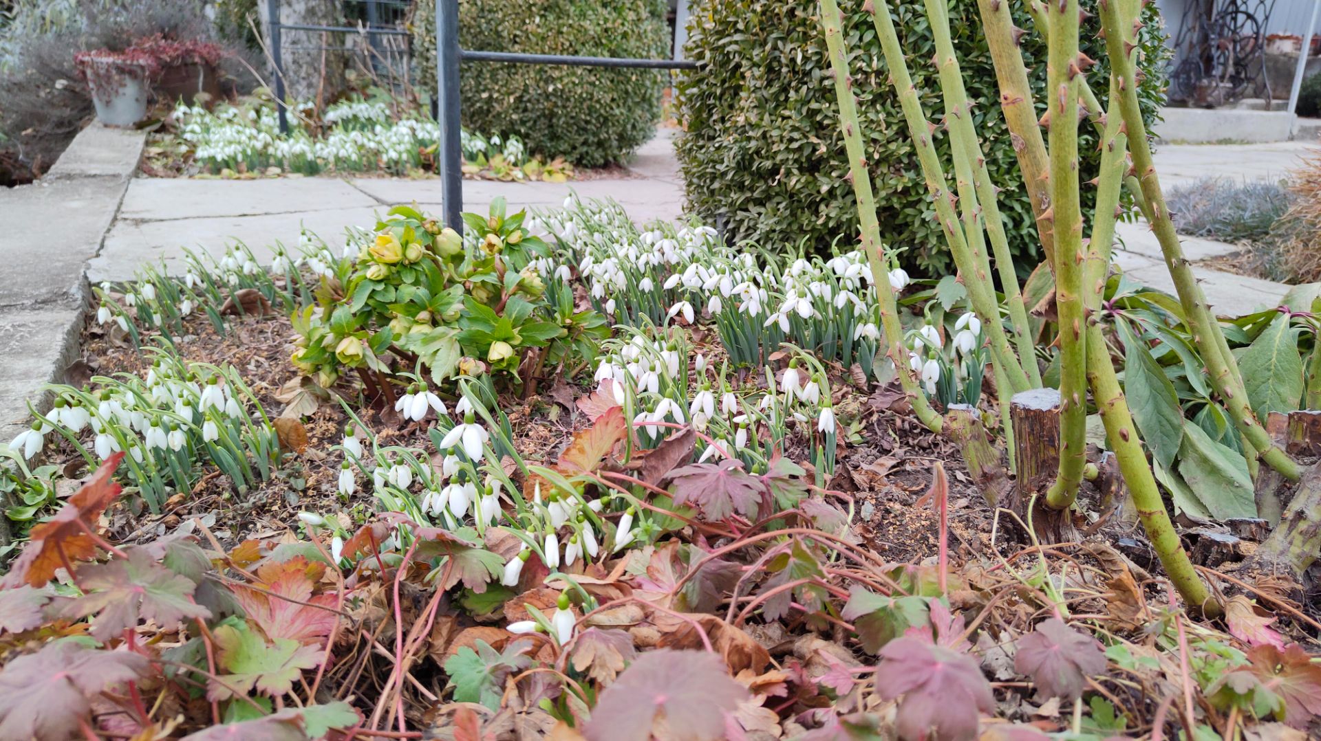 Подснежники в моём южном саду уже цветут. Прогулка по саду 16 и 18.02.2026 г. Пятигорск. смотреть онлайн