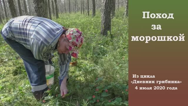 Поход за морошкой. "Дневник грибника" 4 июля 2020 года. смотреть онлайн