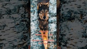 Garik Garik - Честь дороже жизни💥