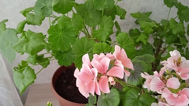 Пеларгония в феврале: нужно ли подкармливать перед обрезкой