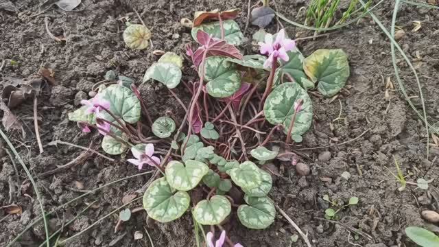 Эти цветы цветут уже в феврале! смотреть онлайн