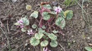 Эти цветы цветут уже в феврале!