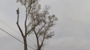 Спил дерева частями