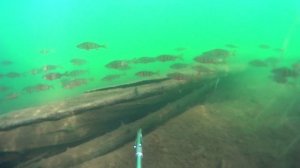 Карелия подводная охота с Виктором 20.08.2025