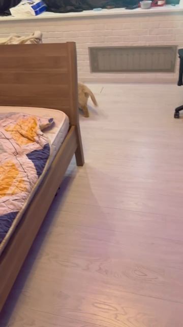 Гениальный Профитроль