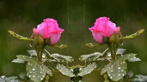 Отец, отец. А.Микоэлян