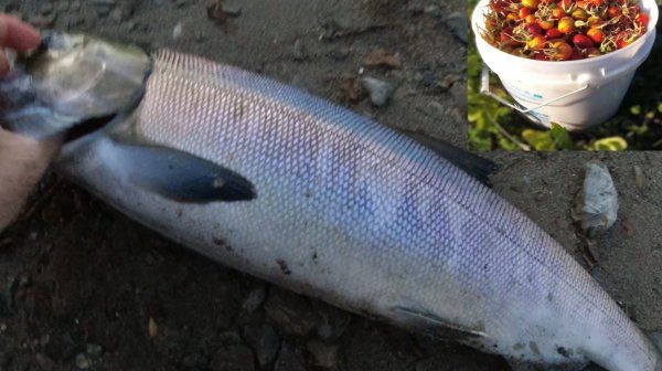 Морской шиповник V&S Морская рыбалка.Путишествие к морю и немного металла