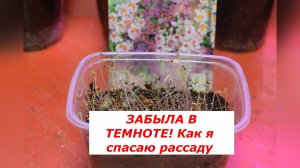 СХИЗАНТУС ВЫТЯНУЛСЯ! Спасаем «ниточки»