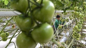 «Лента» может выйти на рынок тепличных овощей