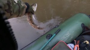 🔺️🎣ЖИВИ СУДАК🎣🔺️fishing#туризм#природа#ловля#рыбалка#щука#ловлящуки#ночевка#Чулым#река#спиннинг