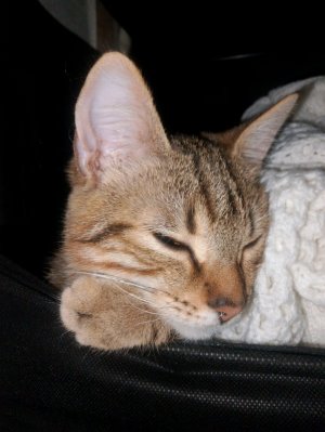 открытка на 23 февраля