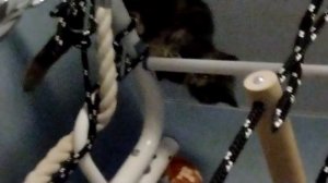 забрались на лесьницу