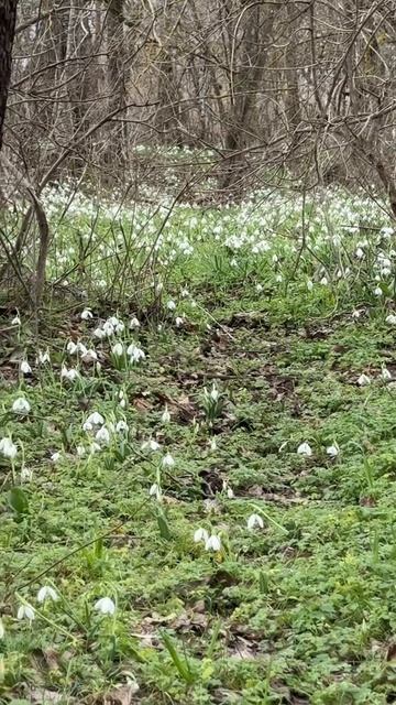 Море подснежников! Это Крым настоящая сказка и восторг #крым #отдыхвкрыму #крымсегодня