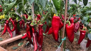 НЕ ОЖИДАЛА ОТ ЭТОГО ГРУНТА / ПЕРВЫЕ ВСХОДЫ / ПОДГОТОВКА К ПОСЕВНОЙ / ЛИМОННАЯ ВОДИЧКА