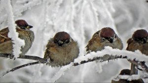 Теплый февраль радует птиц