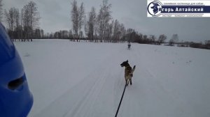 Скиджоринг