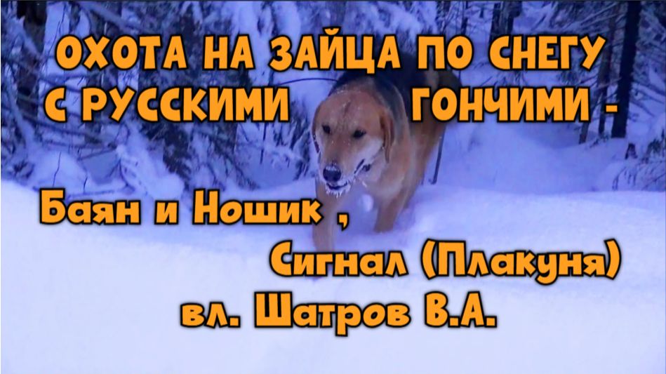 ОХОТА НА ЗАЙЦА ПО СНЕГУ С РУССКИМИ ГОНЧИМИ - Баян , Сигнал (Плакуня) и Ношик вл. Шатров В.А.#hunti смотреть онлайн
